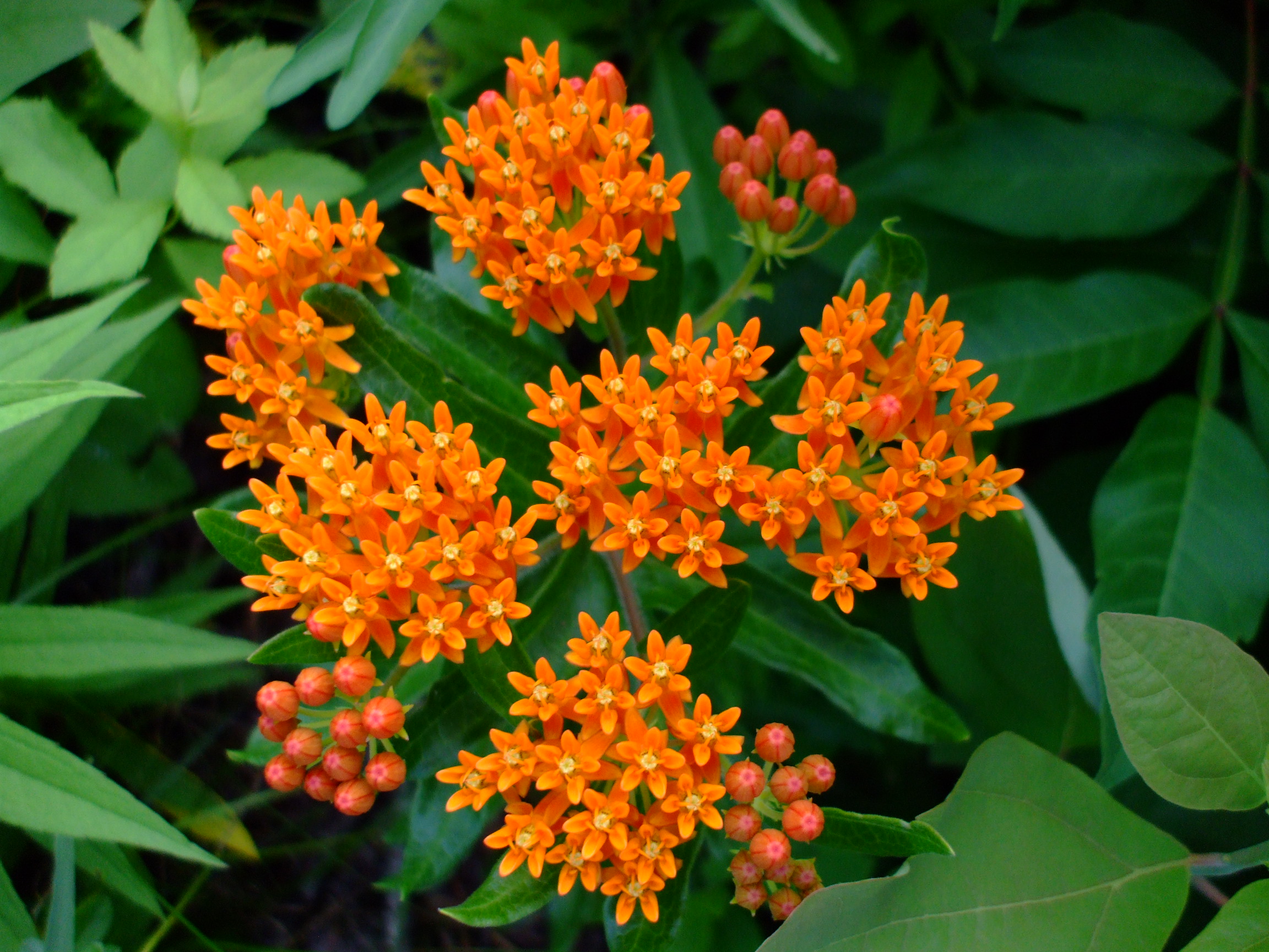 Asclepias tuberosa
